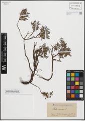 Foto von Salix repens L.